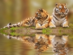 Tigers reflection