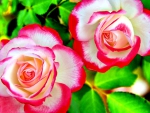 BEAUTIFUL PINK CREAMY ROSE