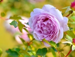 PURPLE ROSE BEAUTY