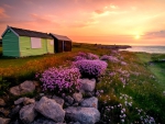 Flowers and huts in the sunrise