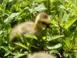 First steps of a young duck