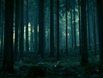 Dark Forest
