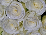 White roses