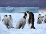 Emperor penguins