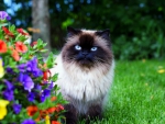 Beautiful Cat