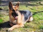 German shepherd