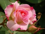 Lovely Pink Rose