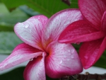 Dew on Frangipani