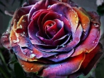 Multicolor  Rose