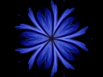 BLUE FLOWER