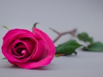 Pink_Rose