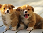 CORGI PUPPIES 