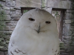Snowy Owl