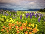 LUPINE FLOWER FIELDS