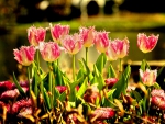 PINK TULIPS PETALS