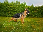 German shepherd