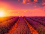 Lavender Field
