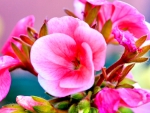 BEAUTIFUL PINK FLOWER