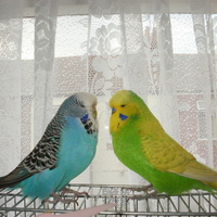 Looking into each others eyes