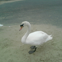Swan