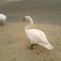 Swan