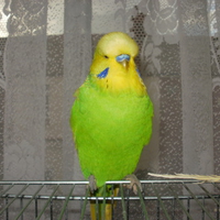 Budgie
