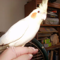 Cockatiel