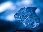 Blue Leaf
