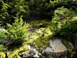 Carpet Moss on Rocks
