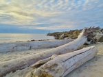 Beach and driftwood