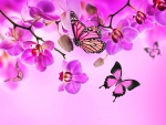 Orchids and Butterflies