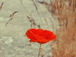 Red poppy
