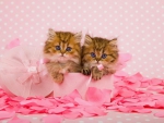 Persian kittens
