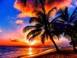 TROPICAL SUNRISE
