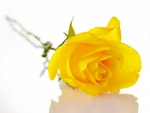 YELLOW ROSE BEAUTY