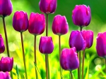 SPRING in PURPLE TULIPS