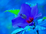 Blue Hibiscus