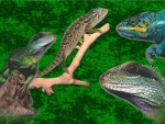 Reptiles