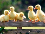 Cute little ducklings