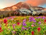 MOUNTAIN WILD FLOWERS
