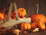 Autum Pumpkins