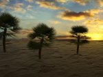 Desert Palms at Sunset