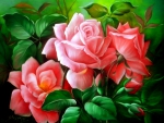 Garden roses