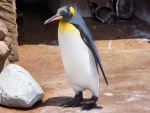 King penguin