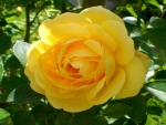 Bright Yellow Rose