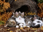 mother cat and kittens