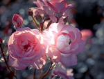 Beautiful pink roses