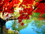 AUTUMN POND
