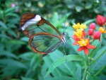 Glass winged Butterfly