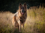 German shepherd